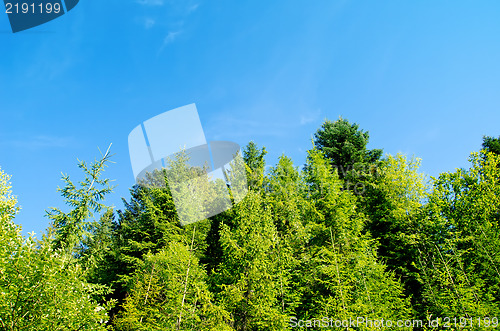 Image of pine forest under deep blue sky in mountain Carpathians