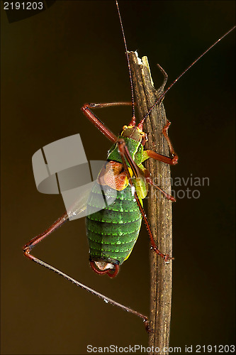 Image of close up of grasshopper Orthopterous Tettigoniidae on