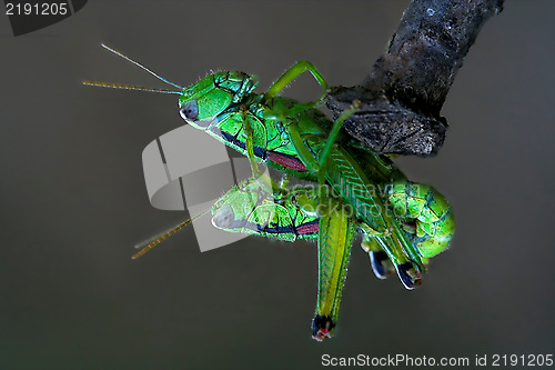 Image of  in love on a tree