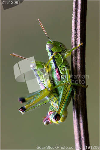 Image of  sex on a piece o f branch 