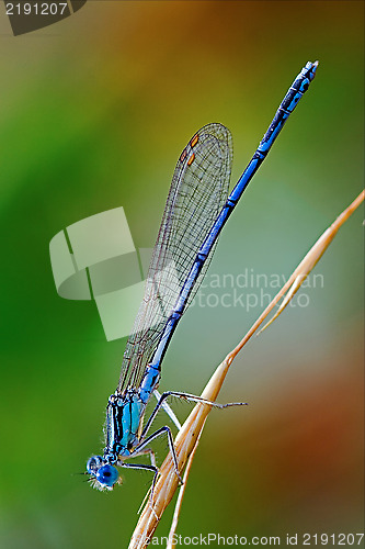 Image of  Coenagrionidae dragonfly