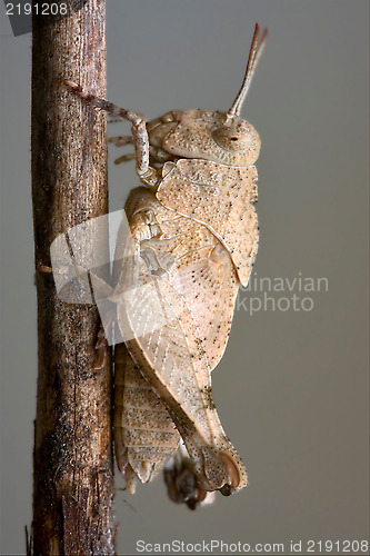 Image of Orthopterous in a