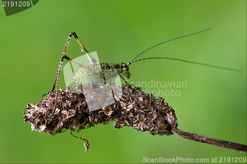 Image of Tettigoniidae on a piece of branch in the bush and flower