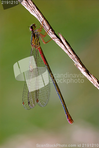 Image of  wild  red black dragonfly coenagrion