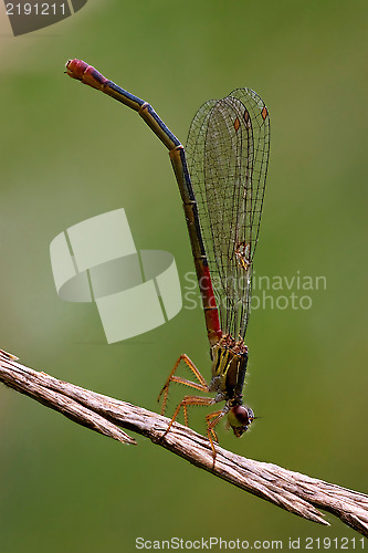 Image of dragonfly coenagrion puella on a flower in t