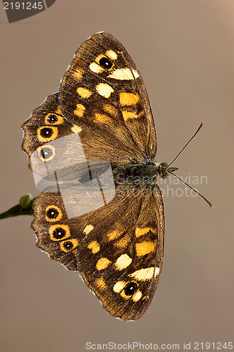 Image of brown butterfly in 