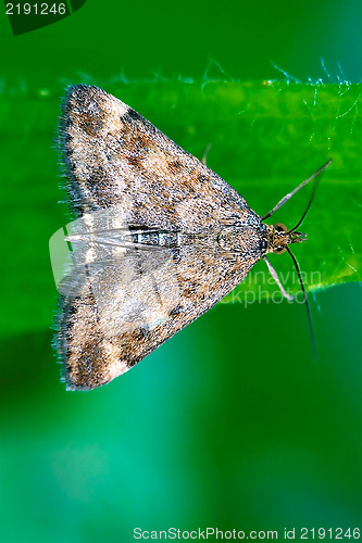 Image of  white butterfly  on 
