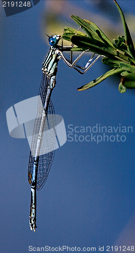 Image of blue dragonfly coenagrion puella  on