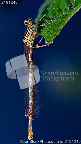 Image of  bush and sky