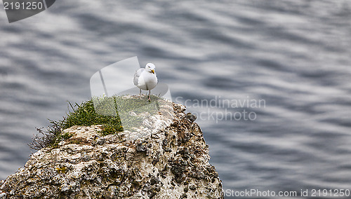 Image of The European Herring Gull on the Etretat Cliffs