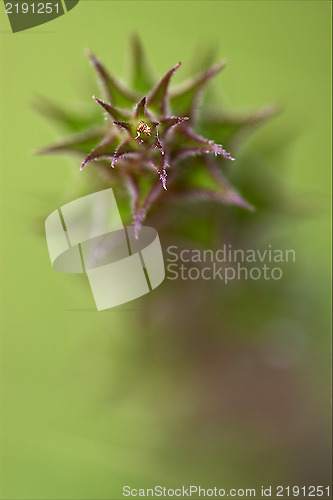 Image of abstract flowering of a plant 