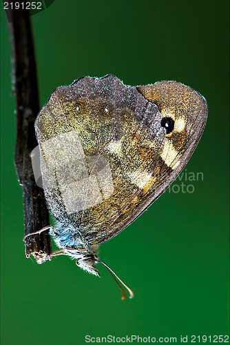 Image of wild brown grey orange 