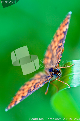 Image of brown orange butterfly  on