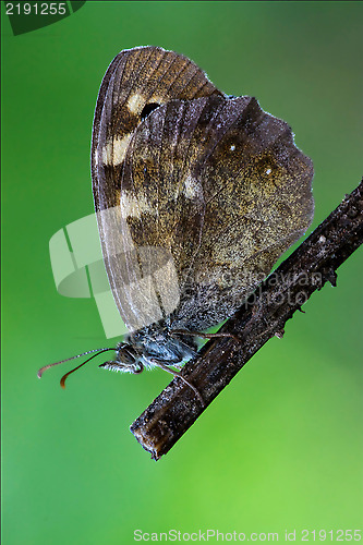 Image of side of wild brown grey 