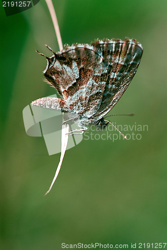 Image of white butterfly 