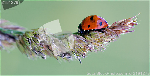 Image of  ladybug coccinellidae anatis ocellata