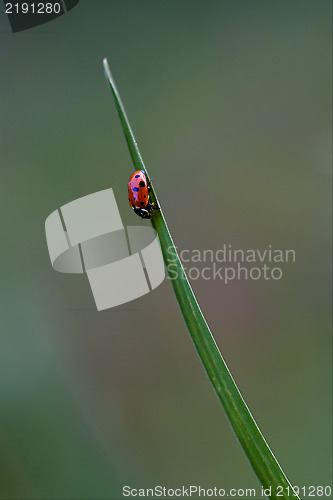 Image of  ocellata coleoptera on grass 