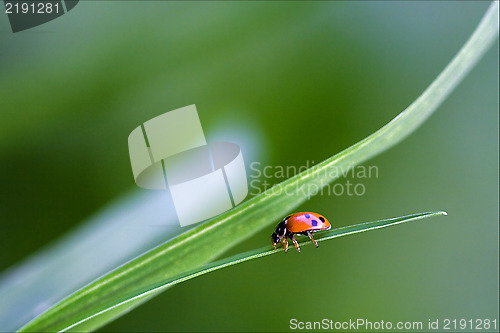 Image of side of red ladybug c