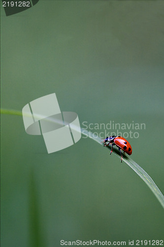 Image of side of  wild red ladybug coccinellidae 