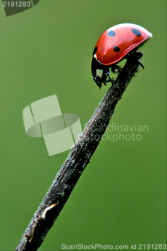 Image of the side of  wild red ladybug