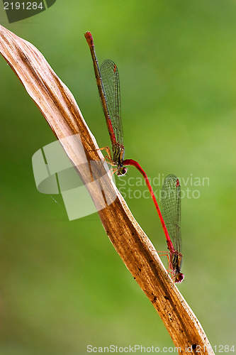 Image of  Coenagrionidae puella having sex in the bush