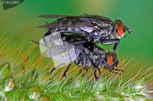 Image of helina obscurata musca domestica