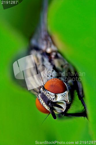 Image of fly  diptera calliphoridae