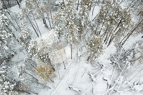Image of aerial view of winter forest