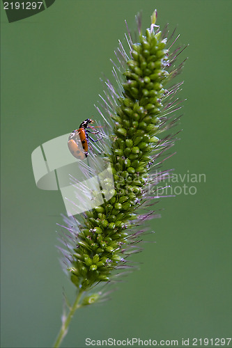 Image of anatis ocellata coleoptera on a flower having sex