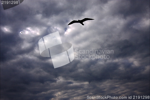 Image of  bird in the cloudy sky