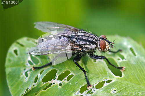 Image of i musca domestica in a leaf