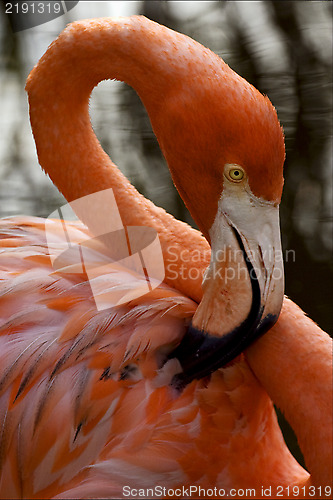 Image of  flamengo  whit yellow eye