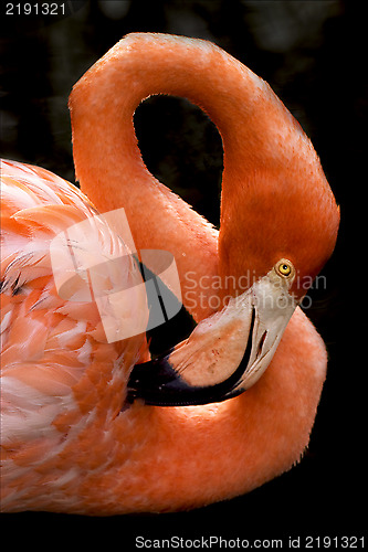 Image of pink flamengo   in republica dominicana