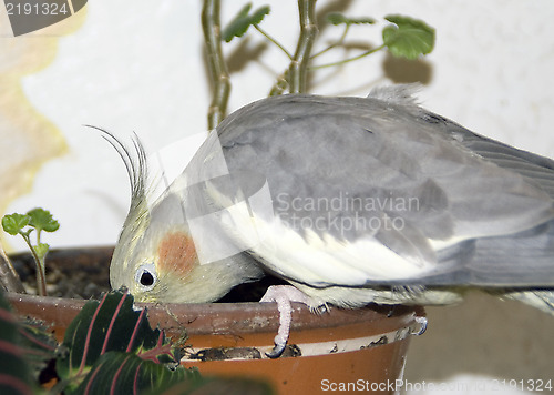 Image of Parrot peck from flowerpot