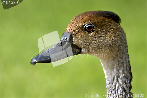 Image of side of duck whit black eye