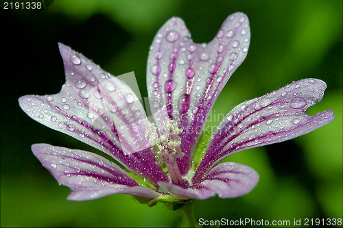 Image of  flower malva alcea moschata sylvestris lavatea arborea