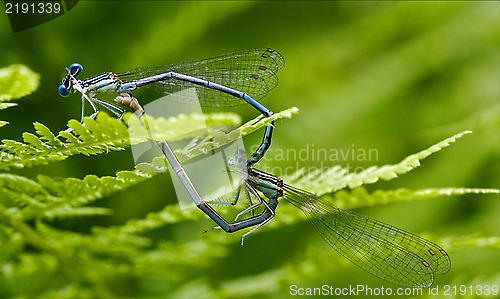 Image of sex of  wild  yellow blue dragonfly