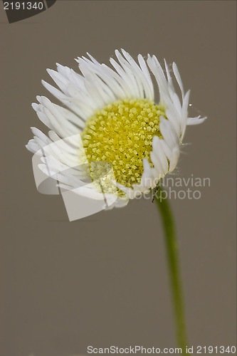 Image of white daisy composite chamomilla in background 