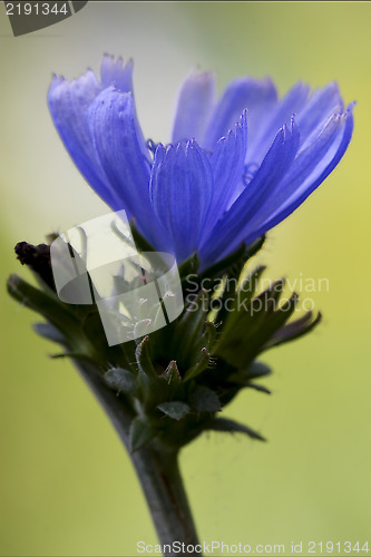 Image of close up  blue composite  cichorium intybus