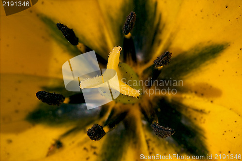 Image of close up papaveracee papaver rhoeas