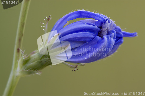 Image of composite  cichorium intybus pumilium flower