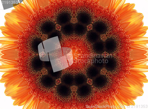 Image of Abstract Gerber flower