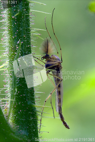 Image of culex mosquito 