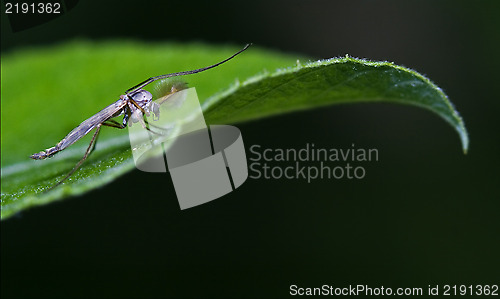 Image of  mosquito  green leaf
