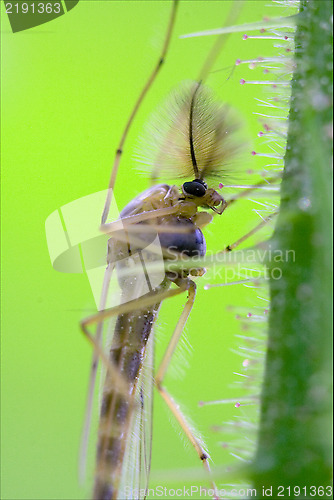 Image of side of wild fly  chironomidae chironomus