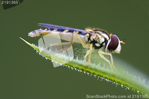 Image of  syrphus ribesii  eristalis on a green leaf