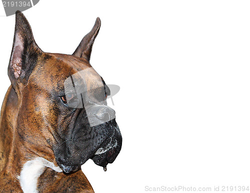 Image of Boxer Dog