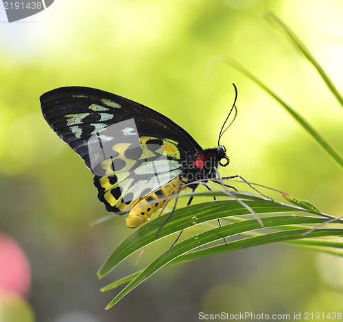 Image of Tropical Butterfly