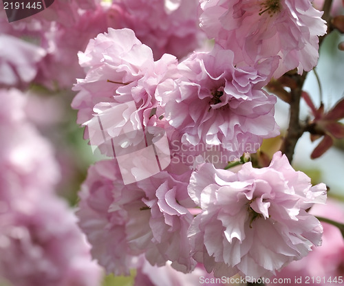 Image of Spring Cherry Blossoms