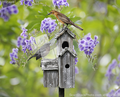 Image of Birds On A Bird House